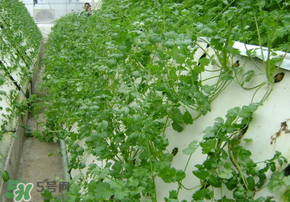 三月份可以種香菜嗎？香菜幾月份播種？