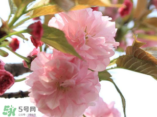 四月份還有櫻花嗎？四月份哪里有櫻花？
