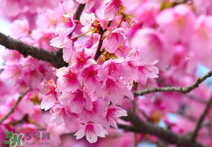 四月份還有櫻花嗎？四月份哪里有櫻花？