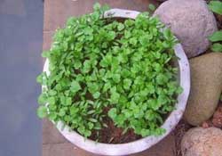 三月份可以種香菜嗎？香菜幾月份播種？