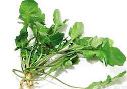 薺菜是什么菜？薺菜是什么野菜？