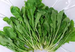 薺菜能和青菜一起吃嗎？薺菜和青菜一起吃好嗎？