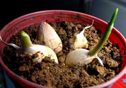 3月份可以種大蒜嗎？三月份種什么農(nóng)作物？