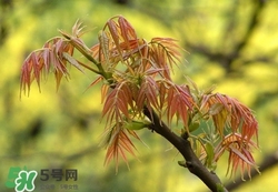 什么東西清火效果好？什么東西清火最快？
