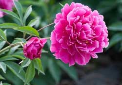 春天能種芍藥嗎？芍藥幾月種植？