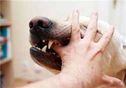 狂犬疫苗多少錢(qián)？狂犬疫苗價(jià)格？