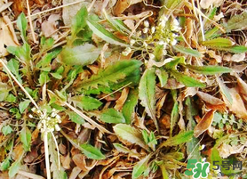 薺菜不能和什么一起吃？薺菜和什么相克？