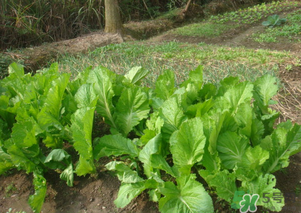 芥菜能和雞肉一起吃嗎？芥菜與雞肉同吃會中毒嗎？