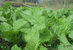 芥菜能和雞肉一起吃嗎？芥菜與雞肉同吃會中毒嗎？