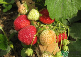 春天能種草莓嗎？春天可以種草莓嗎？