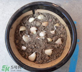 春天可以種大蒜嗎？春天什么時(shí)候種大蒜？