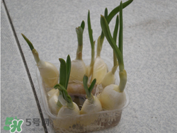 春天大蒜什么時(shí)候澆水？大蒜多久澆一次水？