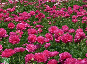 春天能種芍藥嗎？芍藥幾月種植？