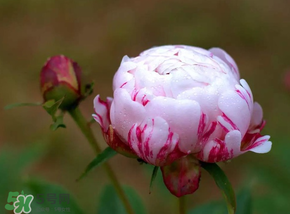 春天能種芍藥嗎？芍藥幾月種植？