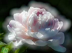 春天能種芍藥嗎？芍藥幾月種植？