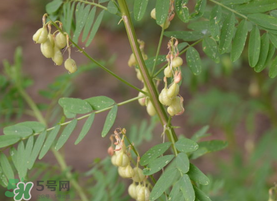春天能吃黃芪嗎？春天吃黃芪好嗎？