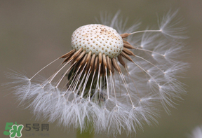 蒲公英多少錢一斤？蒲公英多少錢一克？