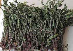 干的蒲公英多少錢一斤？蒲公英多少錢一斤干的？