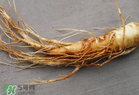 春天可以吃人參嗎？春季能進補人參嗎？