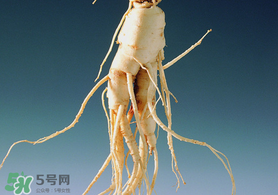 春天可以吃人參嗎？春季能進補人參嗎？