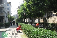 植樹節(jié)一般種什么樹？植樹節(jié)種什么樹比較好？