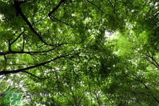 植樹節(jié)一般種什么樹？植樹節(jié)種什么樹比較好？