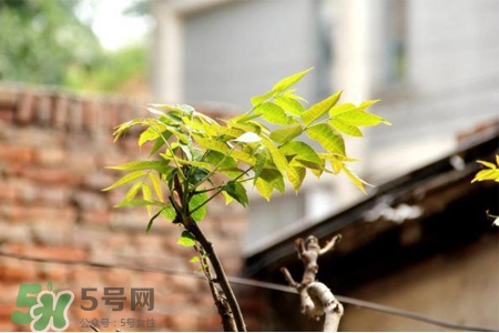 植樹節(jié)一般種什么樹？植樹節(jié)種什么樹比較好？