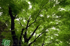 植樹節(jié)一般種什么樹？植樹節(jié)種什么樹比較好？