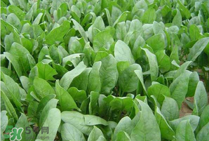 春天能種菠菜嗎？春天怎么種菠菜？