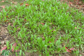春天能種菠菜嗎？春天怎么種菠菜？