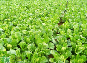 春天能種白菜嗎？春天白菜什么時(shí)間種植？
