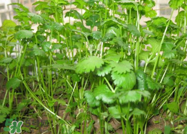 春天能種香菜嗎？香菜幾月份播種？