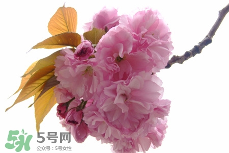 寒食節(jié)是為了紀(jì)念誰？寒食節(jié)與誰有關(guān)？