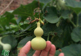 春天什么時(shí)候種葫蘆？葫蘆幾月種最好？