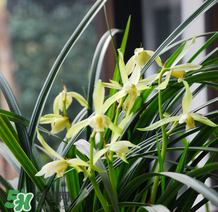 蘭花怎么養(yǎng)？蘭花怎么種？