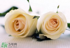 白色情人節(jié)送什么花？白色情人節(jié)送白玫瑰合適嗎？