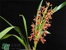蘭花品種？蘭花有多少品種？