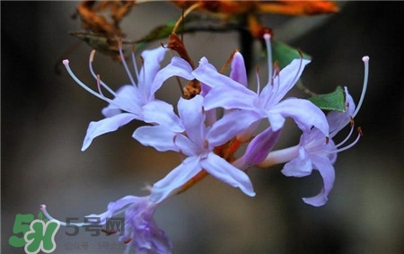 蘭花品種？蘭花有多少品種？