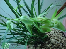 蘭花品種？蘭花有多少品種？