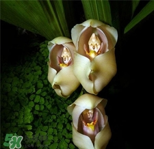 蘭花品種？蘭花有多少品種？