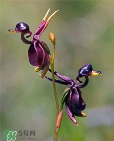 蘭花品種？蘭花有多少品種？