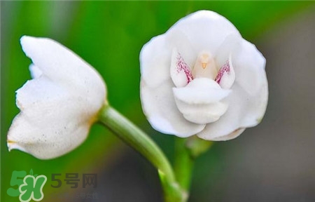 蘭花品種？蘭花有多少品種？