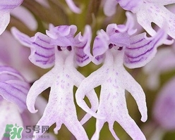蘭花品種？蘭花有多少品種？