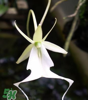 蘭花品種？蘭花有多少品種？