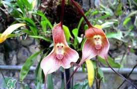 蘭花品種？蘭花有多少品種？