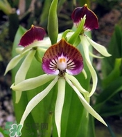 蘭花品種？蘭花有多少品種？