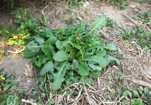 春天吃什么野菜好？春天吃什么野菜降血壓？