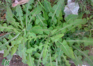 春天吃什么野菜好？春天吃什么野菜降血壓？