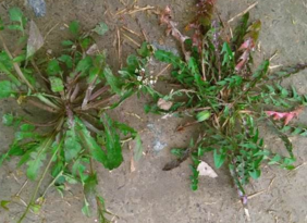 野生薺菜幾月份有？野生薺菜什么時候有？