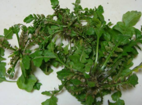 野生薺菜幾月份有？野生薺菜什么時候有？